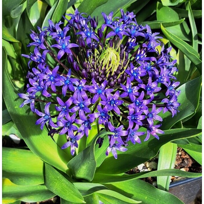 Scilla peruviana