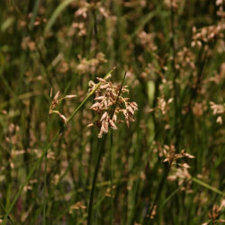 Juncus maritimus Juncus maritimus