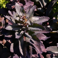 Sedum telephium 'African Sunset' Sedum telephium 'African Sunset'