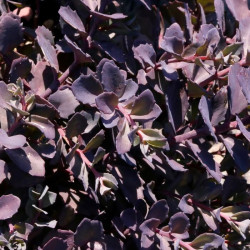 Sedum 'Bertram Anderson' Sedum 'Bertram Anderson'