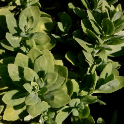 Sedum spectabile 'Brillant' Sedum spectabile 'Brillant'