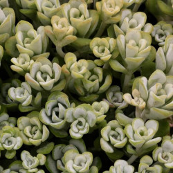 Sedum spathulifolium 'Cape Blanco' Sedum spathulifolium 'Cape Blanco'