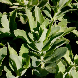 Sedum 'Carl' Sedum 'Carl'