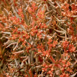 Sedum polytrichoides 'Chocolate Ball' Sedum polytrichoides 'Chocolate Ball'