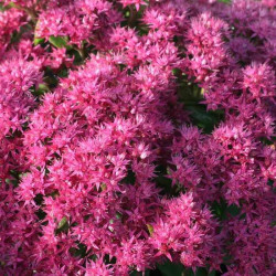 Sedum 'Class Act' Sedum 'Class Act'