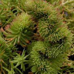 Sedum reflexum 'Cristatum Elegant' Sedum reflexum 'Cristatum Elegant'