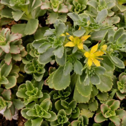 Sedum hybridum 'Czar's Gold' Sedum hybridum 'Czar's Gold'