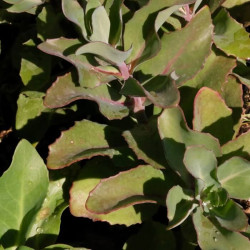 Sedum 'Diamond Edge' Sedum 'Diamond Edge'