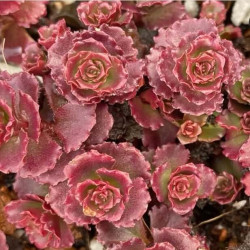 Sedum spurium 'Dragon's blood' Sedum spurium 'Dragon's blood'