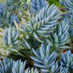 Sedum ochroleucum ssp. Glaucum Sedum ochroleucum ssp. Glaucum