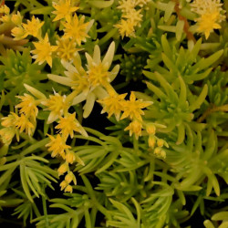 Sedum mexicanum 'Gold Mound' Sedum mexicanum 'Gold Mound'
