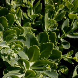 Sedum telephium 'Herbstfreube' Sedum telephium 'Herbstfreube'