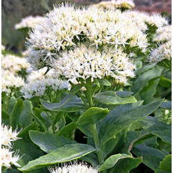Sedum spectabile 'Iceberg' Sedum spectabile 'Iceberg'