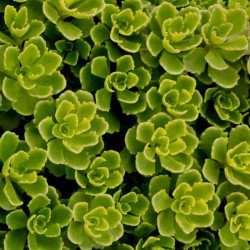 Sedum hybridum 'Immergrunchen' Sedum hybridum 'Immergrunchen'