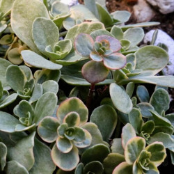 Sedum kamtschaticum 'Variegatum' Sedum kamtschaticum 'Variegatum'