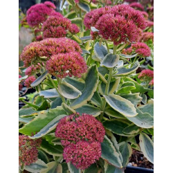 Sedum telephium 'Lajos' Sedum telephium 'Lajos'