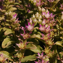 Sedum obtusifolium var. listoniae Sedum obtusifolium var. listoniae