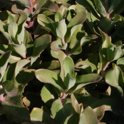 Sedum telephium 'Matrona' Sedum telephium 'Matrona'