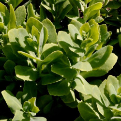 Sedum spectabile 'Meteor' Sedum spectabile 'Meteor'