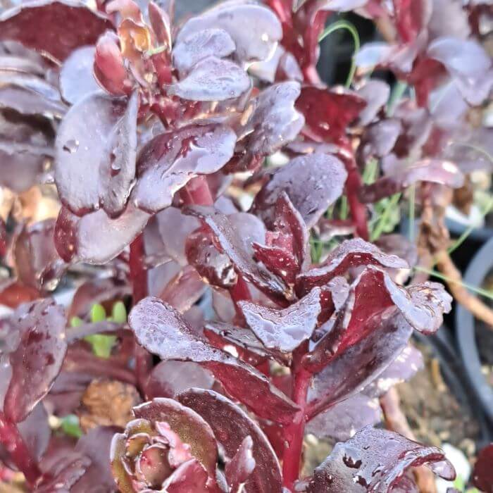 Sedum telephium 'Munstead Dark Red'