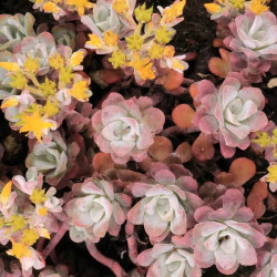Sedum spathulifolium 'Purpureum' Sedum spathulifolium 'Purpureum'