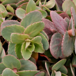 Sedum telephium subsp. ruprechtii Sedum telephium subsp. ruprechtii