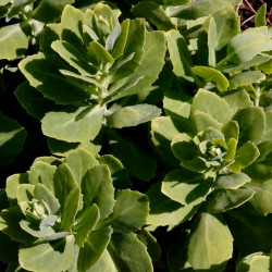 Sedum spectabile 'September Glow' Sedum spectabile 'September Glow'