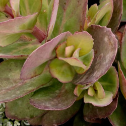 Sedum telephium 'Thunderhead' Sedum telephium 'Thunderhead'