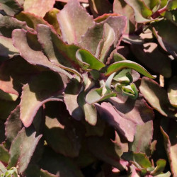 Sedum 'Veluwse Wakel' Sedum 'Veluwse Wakel'