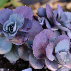 Sedum 'Vera Jameson' Sedum 'Vera Jameson'