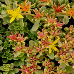 Sedum kamtschaticum var. floriferum 'Weihenstephaner Gold' Sedum kamtschaticum var. floriferum 'Weihenstephaner Gold'