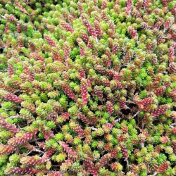Sedum acre Sedum acre