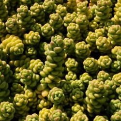 Sedum album 'Athoum' Sedum album 'Athoum'