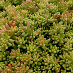 Sedum album 'Coral Carpet' Sedum album 'Coral Carpet'