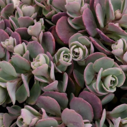 Sedum cauticola 'Lidakense' Sedum cauticola 'Lidakense'