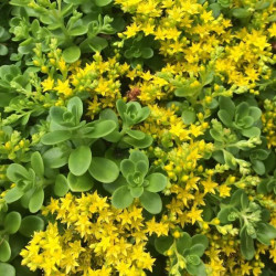 Sedum confusum Sedum confusum