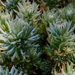 Sedum forsterianum ssp. elegans 'Silver Stone' Sedum forsterianum ssp. elegans 'Silver Stone'
