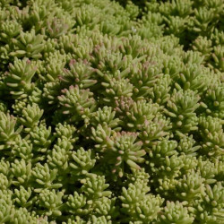 Sedum hispanicum 'Purple Form' Sedum hispanicum 'Purple Form'