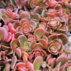 Sedum makinoi Sedum makinoi