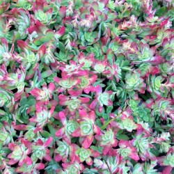 Sedum palmeri 'Rubromarginata' Sedum palmeri 'Rubromarginata'