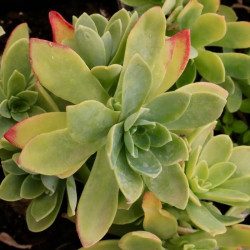 Sedum palmeri Sedum palmeri
