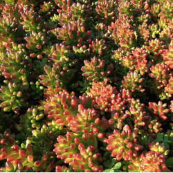 Sedum rubrotinctum Sedum rubrotinctum
