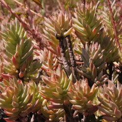 Sedum sediforme Sedum sediforme