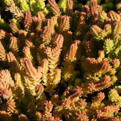 Sedum sexangulare Sedum sexangulare