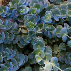 Sedum sieboldii Sedum sieboldii