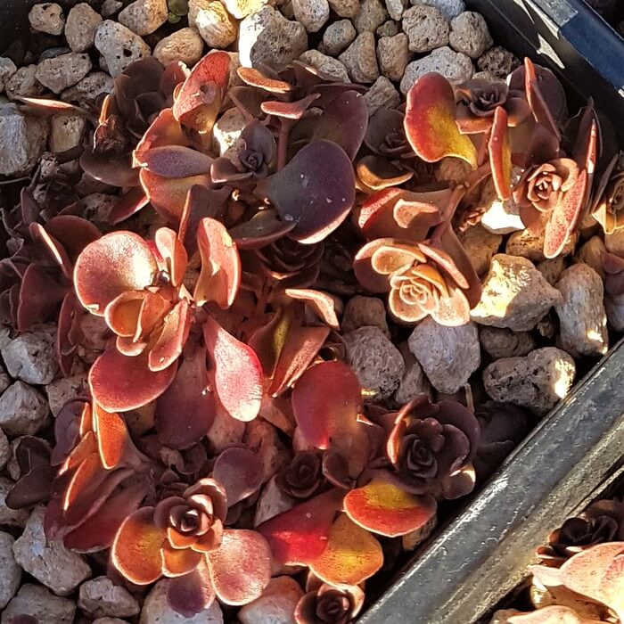 Sedum spathuifolium