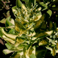 Sedum spectabile 'Variegatum' Sedum spectabile 'Variegatum'
