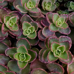 Sedum spurium 'Fulda Glow' Sedum spurium 'Fulda Glow'