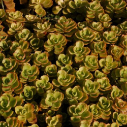 Sedum spurium 'Green' Sedum spurium 'Green'