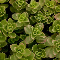 Sedum spurium 'Summer Glory' Sedum spurium 'Summer Glory'